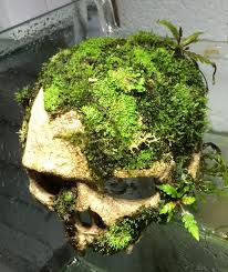 Https Www Pinterest Com Heritagesmrd Aquascape Garden Terrarium Aquascape Planted Aquarium