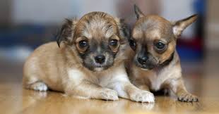 Chihuahua puppies, while highly intelligent and trainable, don't realize that they're only four pounds and that golden retriever across the street is literally 15 times their size. How Much To Feed A Chihuahua Puppy 4 Week 6 Week 8 Week Old