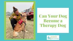 Preparing My Dog To Become A Therapy Dog - Pooch Parenting