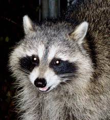 Those are some mean bastards. 5 Month Old Female Raccoon That Visits My Back Deck Every Night She S Really Friendly Her Brothers On The Other Hand Enjoy Knocking Raccoon Animals Back Deck