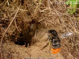 Image result for Bombus lapidarius