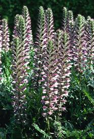 Image result for Rhinacanthus zambesiacus