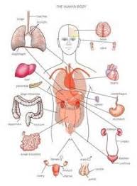 Good Basic Anatomy Location Chart Human Body Anatomy Body