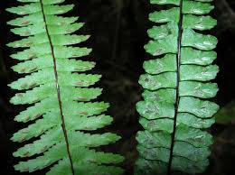 Image result for Asplenium monanthes