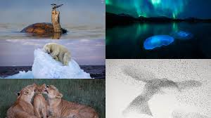 La imagen de un oso polar sobre una cama de iceberg, la foto más destacada  en la naturaleza - Infobae