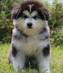 Find giant alaskan malamute puppies and dogs from a breeder near you. Pin On Animal