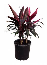 One of the most popular varieties used in hawaiian gardens. Cordyline Fruticosa Red Sister Ti Plant Cordyline Terminalis Plantvine