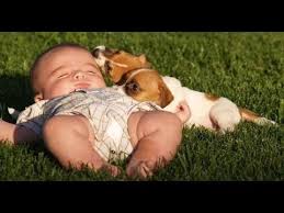 Find stockbilleder af group jack russell terrier puppies front i hd og millionvis af andre royaltyfri stockbilleder, illustrationer og vektorer i shutterstocks samling. Funny And Cute Jack Russell Terrier And Baby Playing And Laughing Dog And Baby Funny 2017 Youtube