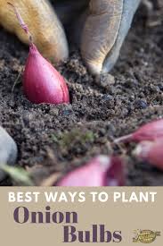 Allow the onion tops to just pop through the soil. Best Ways To Plant Onion Bulbs And Sets Kellogg Garden Organics