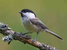 Image result for Poecilostachys oplismenoides