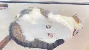 猫 香箱 座り 下 から