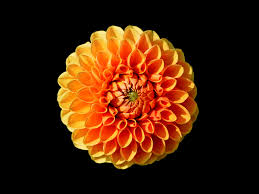 22 Types of Orange Flowers + Pictures | FlowerGlossary.com