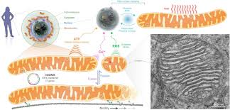 Without mitochondria (singular, mitochondrion), higher animals would likely not exist because their cells would only be able to obtain energy from anaerobic respiration (in the absence of oxygen), a process much less efficient than aerobic respiration. The Social Nature Of Mitochondria Implications For Human Health Sciencedirect