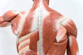 Back muscles, like any other muscle in the body, require adequate exercise to maintain strength and tone. Muscles Of The Back Model For Physiology Education Stock Photo Picture And Royalty Free Image Image 114347087