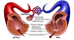 Concept 1 Review Structure And Function Of Arteries Capillaries And Veins From Phschool Com Arteries Human Anatomy And Physiology Human Heart Diagram