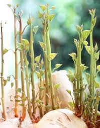 Also, how deep do you plant the slips from top of growing mixture? How To Grow Sweet Potatoes From Slips