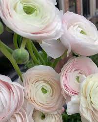 We are known throughout the region for our stunning floral arrangements, creatively composed in helen olivia's unique signature style. Helen Olivia Flowers Videos Facebook