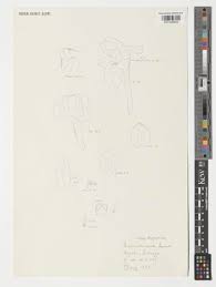 Image result for Rhipidoglossum globulosocalcaratum