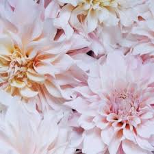 Good spike bloomers that flower when peonies do include foxglove, delphinium, lupine and clustered bellflower (campanula glomerata). Seasonal Alternatives To Peonies The Petal Emporium Naturally Elegant Floral Design