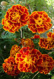Tagete Marigold Summer Flowers Garden Peach Flowers Marigold Flower