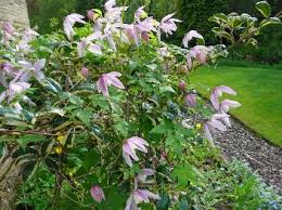 Maybe you would like to learn more about one of these? February And March Is The Time To Prune Clematis The Sunday Gardener Explains How