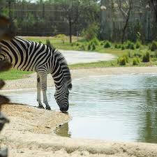 The park's major source of energy is solar energy. 6 Things To Do At The Newly Re Opened Dubai Safari Park Arab News