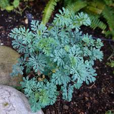 Image result for Ruta graveolens