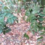 Image result for Philenoptera bussei