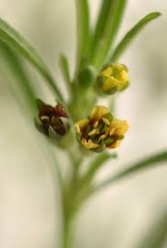 Image result for Vahlia