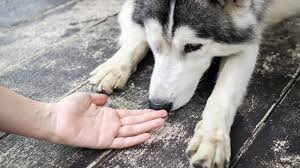 Over 50% of dogs over 10 will develop it at some point in their lifetime, so it's important to know the signs and what treatments are available. Dogs In Israel Are Being Trained To Detect Cancer In Saliva Earth Com