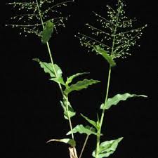 Image result for Panicum trichoides