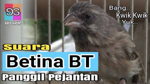 Dengan perbedaan dna inilah, anda bisa tahu mana lovebird jantan dan betina. Cara Naikin Birahi Blackthroat Jantan Suara Betina Minta Kwik Kwik Youtube