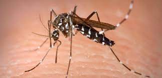 Ehrlich pest control offers targeted treatment options for mosquito control, providing you and your family the protection you need where and when. How To Get Rid Of Mosquitoes