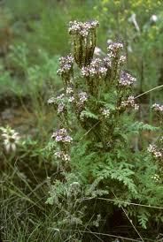 Image result for Hydrophyllaceae