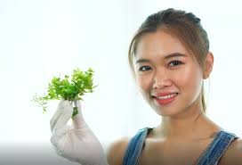 Amazon.com: Greenpro Glossostigma Elatinoides 3-Bunch Freshwater Live  Aquarium Plants Carpet Tank : Pet Supplies