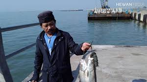 ‏ ايكن سياكڤ ‎ ‎) atau juga dikenali sebagai ikan kakap putih, merupakan ikan air tawar dan air masin. Ini 3 Spot Mancing Favorit Di Semarang Yang Wajib Kamu Coba Hewanpedia