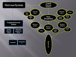 Concept Map Nervous System Concept Map Central Nervous System System