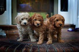 Check spelling or type a new query. Noble Fur Labradoodles Home Facebook