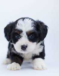 Black And White Maltese Puppy Such A Cute Little Black And White Puppy So Tiny Puppy Images Maltese Puppy Bernedoodle Puppy