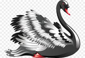 Di antara gambar tersebut yang menunjukkan bentuk akrosentrik adalah nomor …. Angsa Putih Burung Angsa Hitam Gambar Png