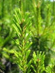 Foliage and female cone, grand park, mount rainier national park, washington. Pinus Contorta Ssp Murrayana Sevenoaks Native Nursery