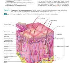 62 anatomy & physiology coloring workbook the following statements relating to long 3. Anatomy And Physiology Chapter 5 Anatomy Drawing Diagram