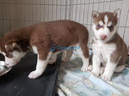 Adorable Very Small Imperial Siberian Husky Puppies High Class Siberian Husky Puppies For Sale Kwikl Husky Puppy Husky Puppies For Sale Siberian Husky Puppies