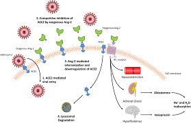  angiotensin ii causes the release of aldosterone which is produced by the adrenal cortex; Https Ccforum Biomedcentral Com Track Pdf 10 1186 S13054 020 02862 1 Pdf