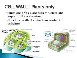 Check spelling or type a new query. Cell Structure Standard 7 1 1 Identify And
