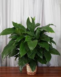 Image result for Spathiphyllum