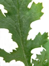 Image result for Senecio cryphiactis