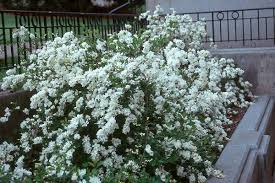 Image result for Marsdenia macrantha