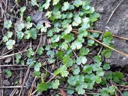 Image result for Hydrocotyle sibthorpioides