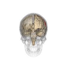 Image result for Parietal Lobe